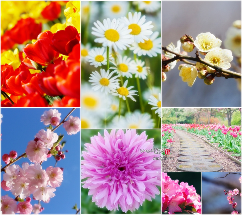 봄 봄 봄 3월에 피는 꽃 탄생화 꽃말 모음 : 네이버 블로그