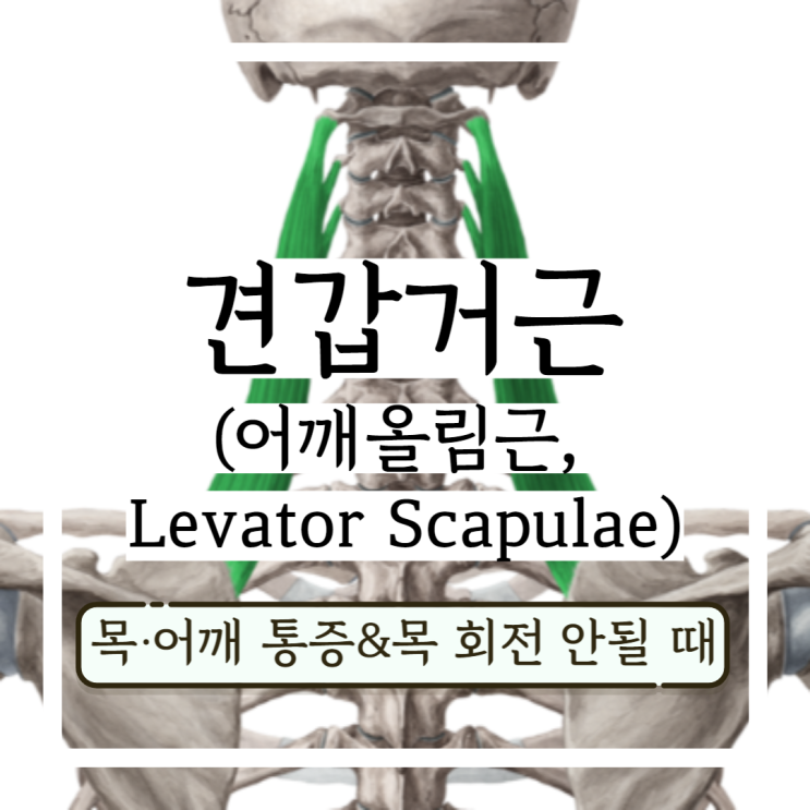 견갑골 통증 목이 안 돌아가는 주요 원인 견갑거근(어깨 올림근 Levator scapulae) 셀프마사지와 스트레칭 견갑골 통증 목이 안 돌아가는 주요 원인 견갑거근(어깨 올림근 Levator scapulae) 셀프마사지와 스트레칭