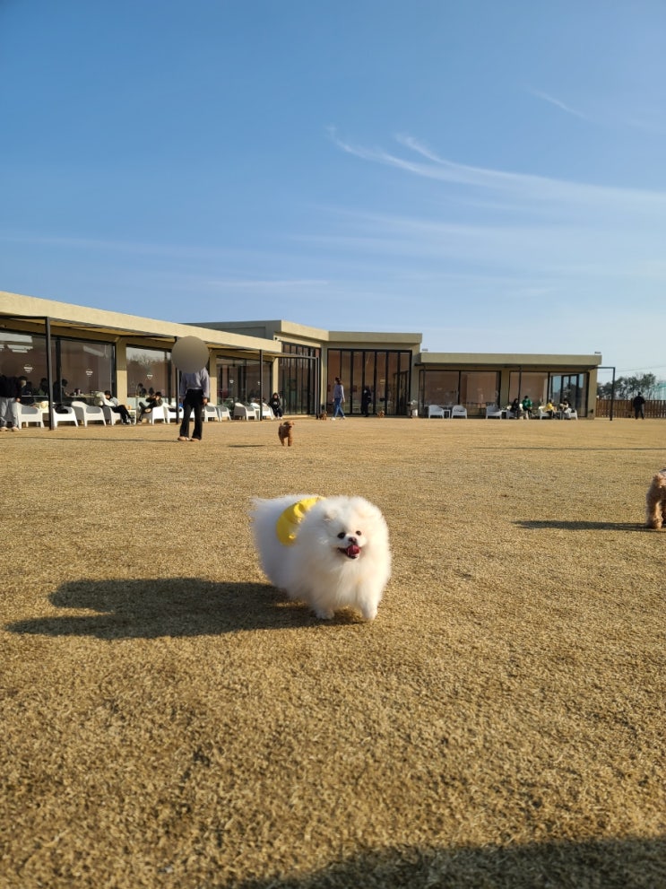  울산 부산 반려견 운동장 개들랜드 애견카페 다녀왔어요.