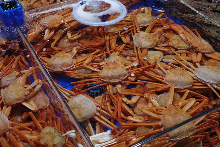  속초 맛집 속초관광수산시장(중앙시장) 경기도고양장안횟집