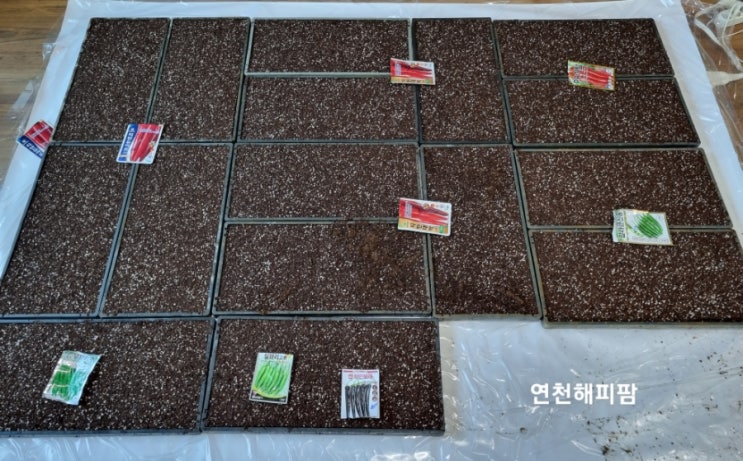  고추농사 고추파종하는날 고추씨파종방법 고추씨파종시기
