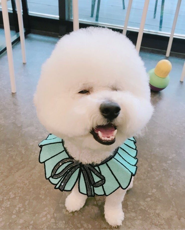  강아지를 행복하게 해주는 방법