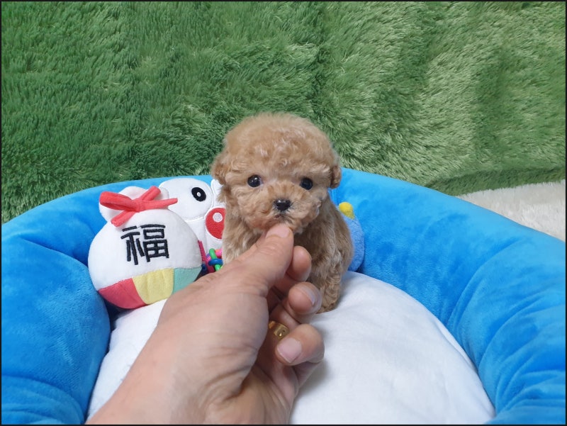 목포 강아지분양, 말티푸베넷, 착한 가격의 펫왕국!