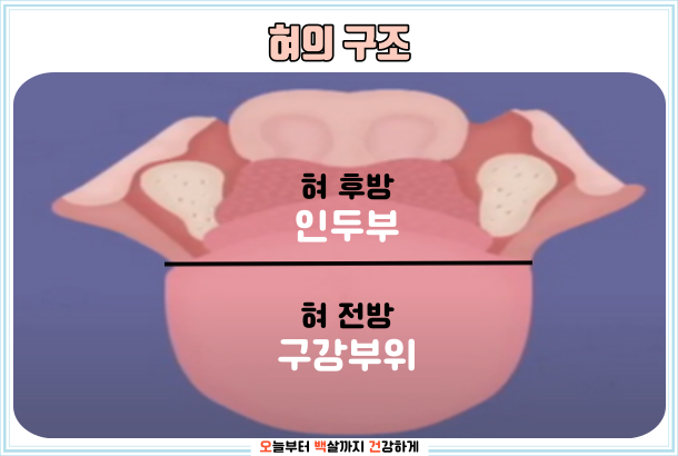 설암 혀암 원인과 초기 증상 3기 생존율 : 네이버 블로그