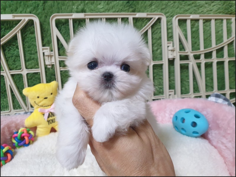 광주말티즈분양가격, 특성 알아보고 입양한 미니말티즈 분양가