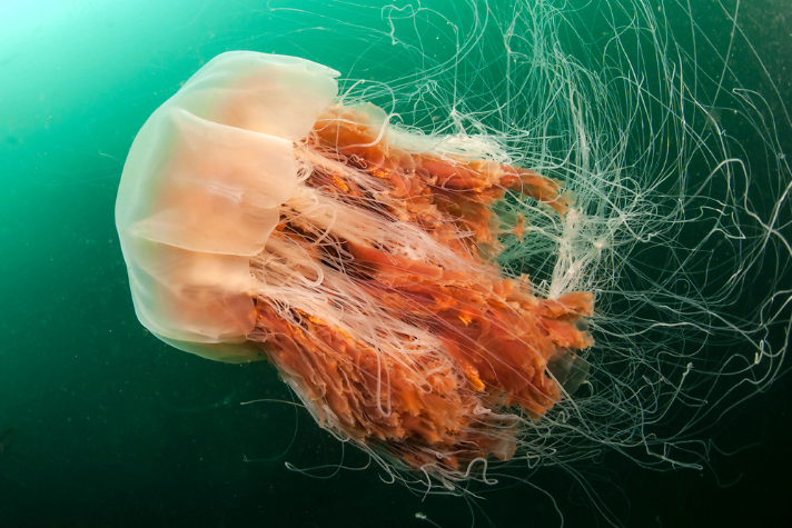  고래보다 큰 바다의 생물 Cyanea capillata 해파리