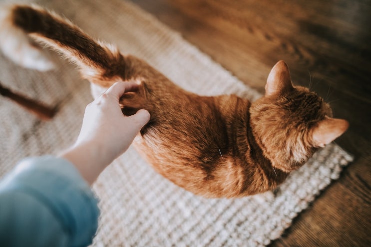 고양이 똥꼬스키 원인 알아보기 고양이 항문낭염과 관리방법