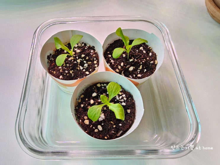  아파트 집에서 상추키우기 다이소추천템 원예용상토 상추 씨앗심기,씨앗발아,솎아내기,물주기,웃자람
