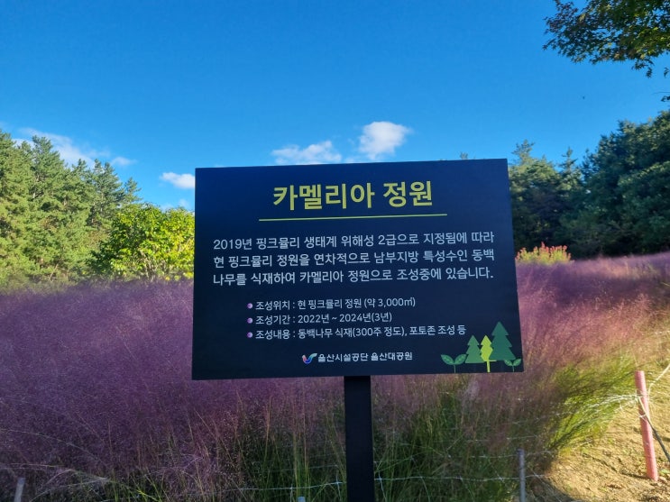  울산대공원 동문 핑크뮬리 구경하고 왔어요!!