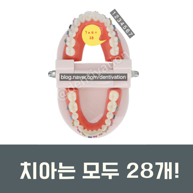 치아 이름 정말 쉽게 알아보기 (쉬움 주의) - 치아이름 영어로, 영어 발음, 치과용어 : 네이버 블로그