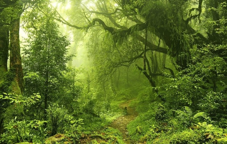 숲사진 초록숲 숲속사진 힐링숲 초록사진 예쁜숲사진 나무사진