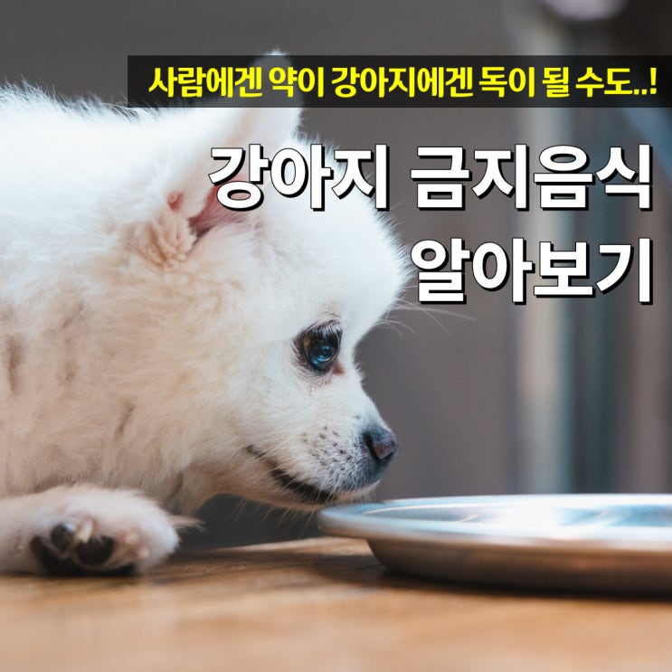  강아지 금지음식 사람에겐 약이지만 반려견에겐 독