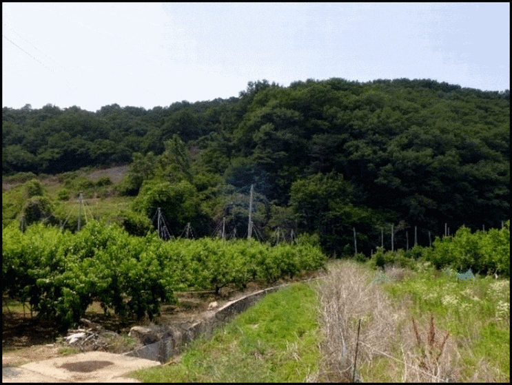 경산시 자인면 신관리 경산 임야 경매 산 땅 경산시 자인면 신관리 경산 임야 경매 산 땅