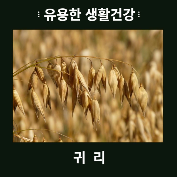  귀리 오트밀의 효능과 주의사항
