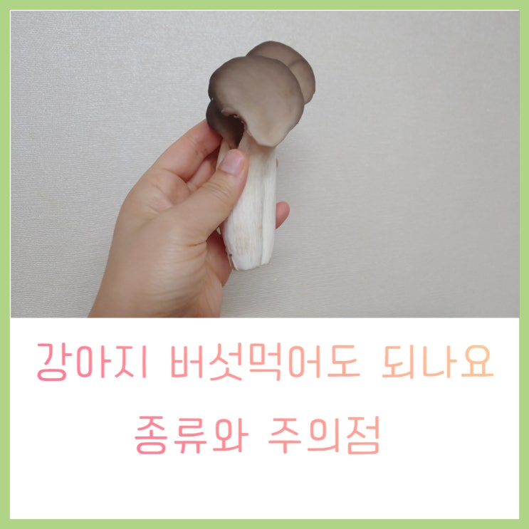  강아지 버섯 먹어도 되나요 급여 방법, 주의점 확인하기