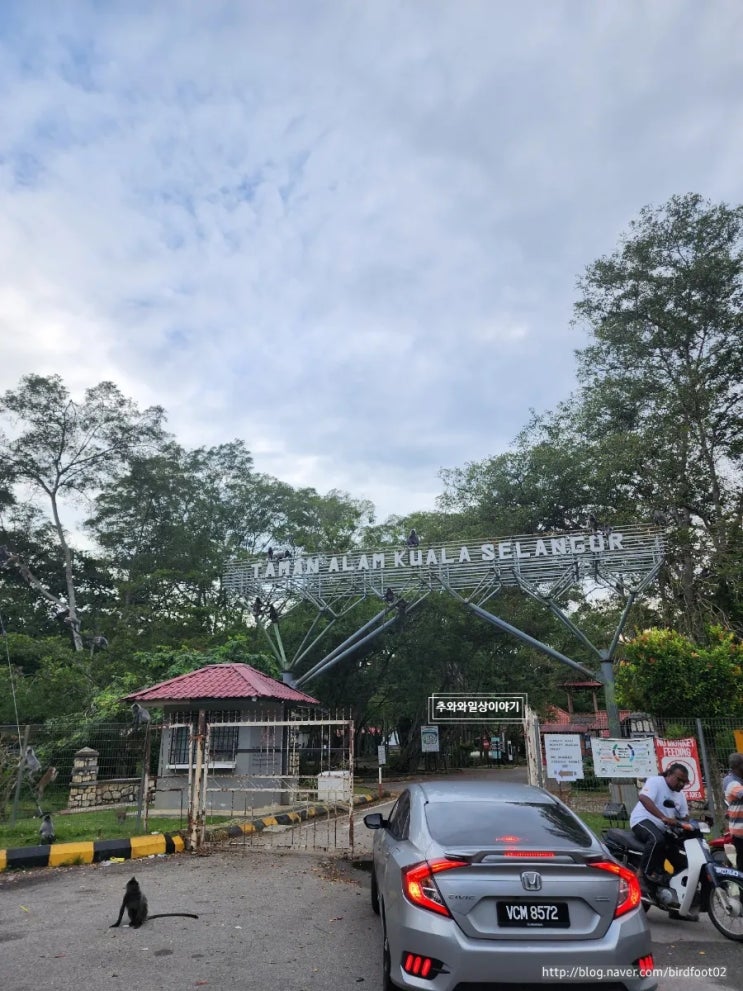 [쿠알라 셀랑고르] 말레이시아 투어 몽키힐 반딧불공원 블루티어스 페트로나스 트윈 타워 후기