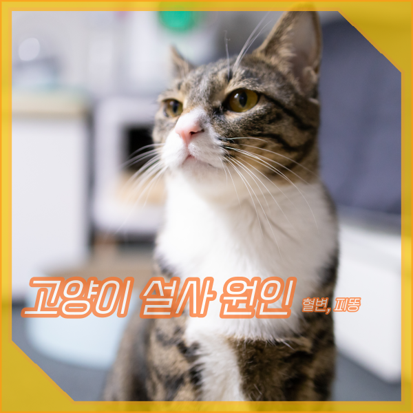 고양이 설사, 혈변, 피똥 싸는 원인 8가지