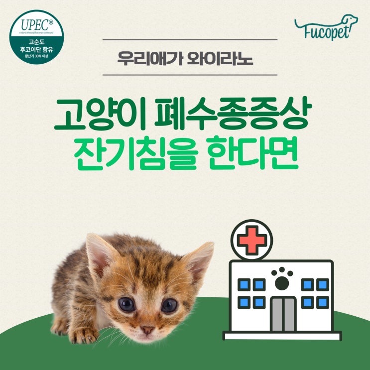  고양이 폐수종 증상 잔기침 한다면