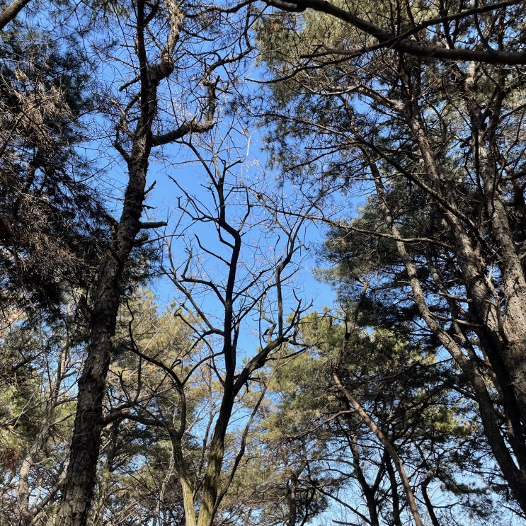  [등산 추천] 광교산 반딧불이화장실~형제봉 등산코스(주차 정보)