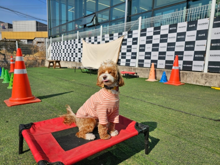 위례애견카페:)라드독
