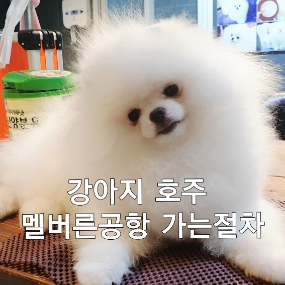  강아지 호주 멜버른공항으로 가는 절차알아보기