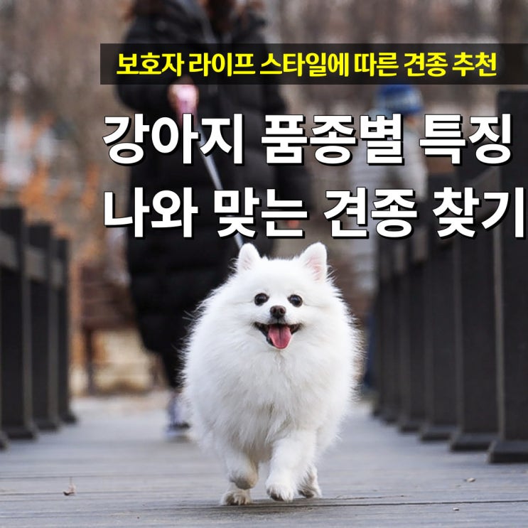  강아지 품종별 특징 종류 성격 나와 맞는 견종 찾기