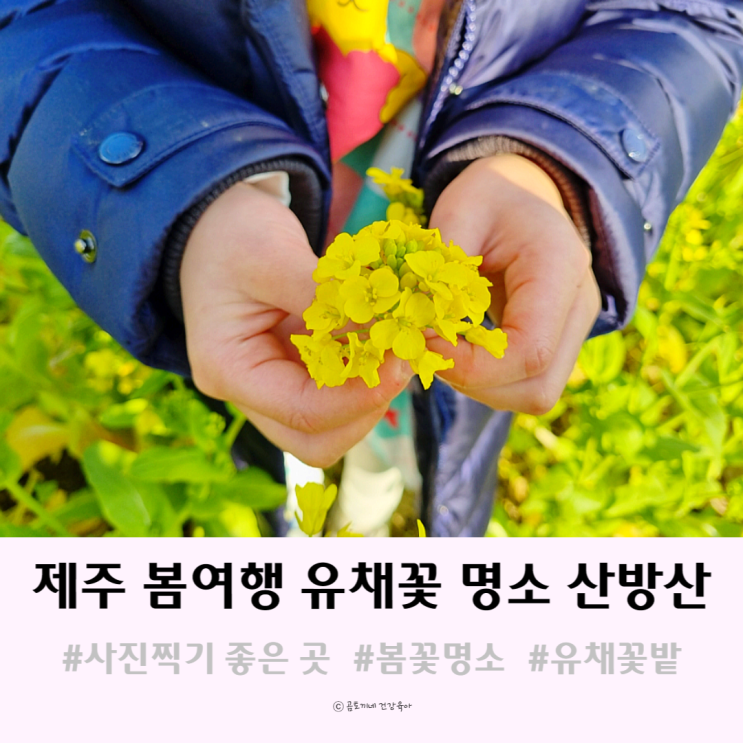 제주도 사진 명소 산방산 유채꽃밭 봄여행 갈만한 곳 제주도 사진 명소 산방산 유채꽃밭 봄여행 갈만한 곳