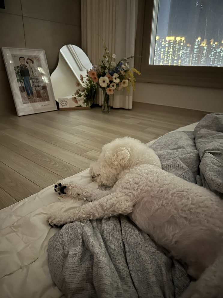  쿤이의 요양 일기-산책을 못해요.