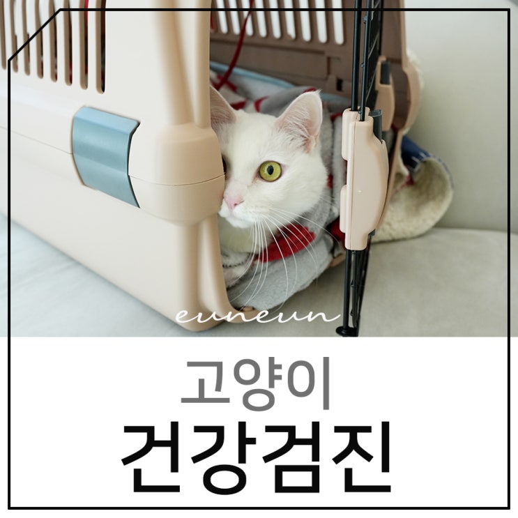  검단동물병원 고양이 건강검진 리브동물의료센터 추천