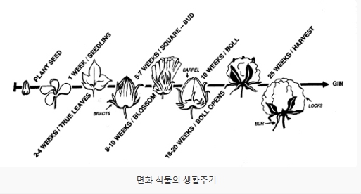  물티슈 원단의 종류 - 2 (면 또는 cotton)