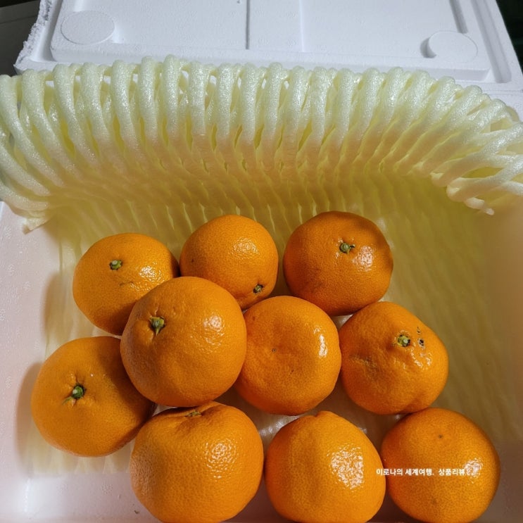  올웨이즈에서 구매한 고당도 제주 밀감, 레드향(귤)이 기대했던거 보다 너무 맛있네요. 내돈내산