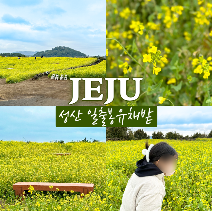  제주 2월 유채꽃 명소 일출봉유채밭 제주 동쪽 가볼만한곳