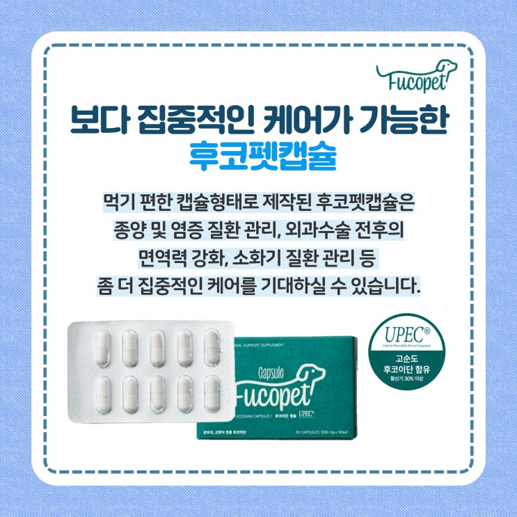  44th.노령견 영양제 수술 후 면역력 관리