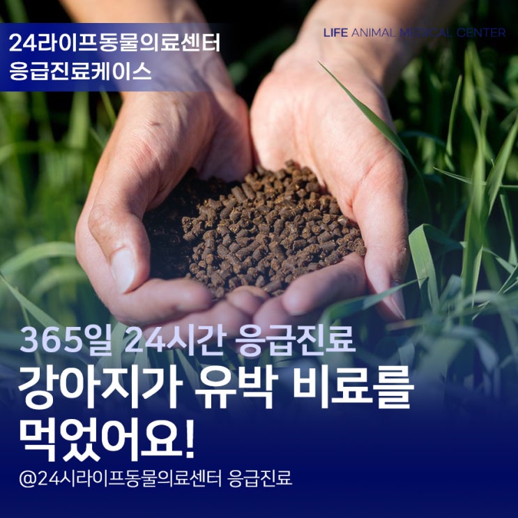 강아지가 유박비료를 먹었어요! 대구 강아지 응급처치 : 대구24시동물병원 응급진료