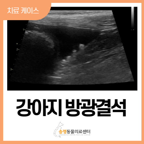  강아지방광결석, 강아지혈뇨 보일 때 수술 X, 요도카테터 이용한 비수술치료법(경기광주 용인 분당)