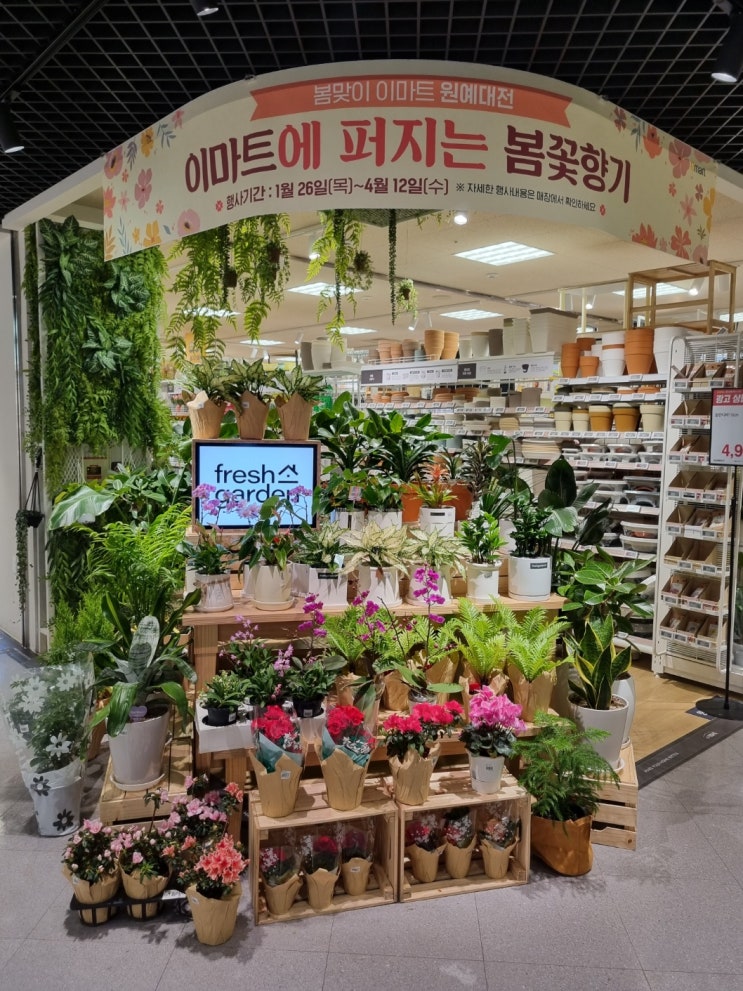 봄꽃 화분 구입 추천, 이마트 원예대전