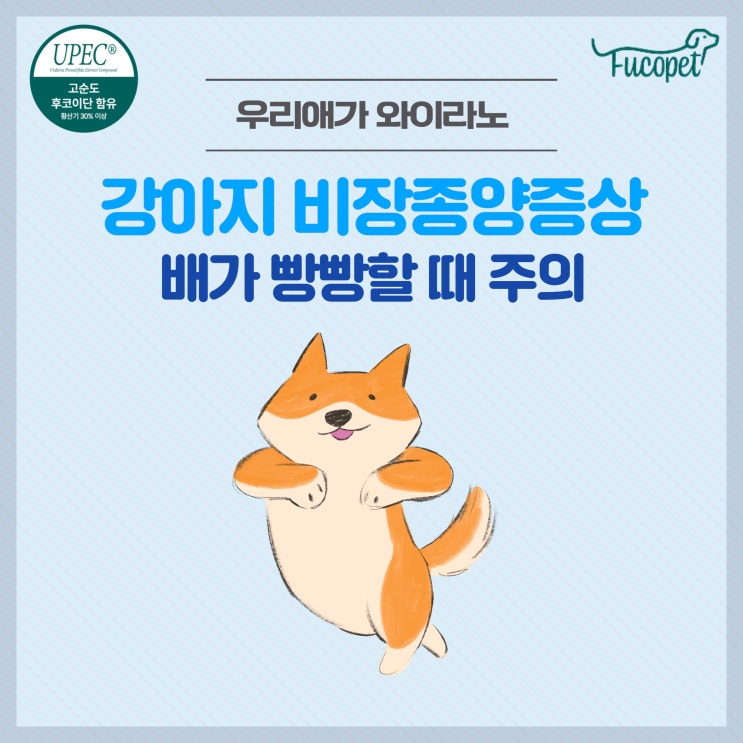  강아지 복부팽만 증상, 비장종양 수술후 영양제 #배가빵빵 #비장떼어내도될까요?