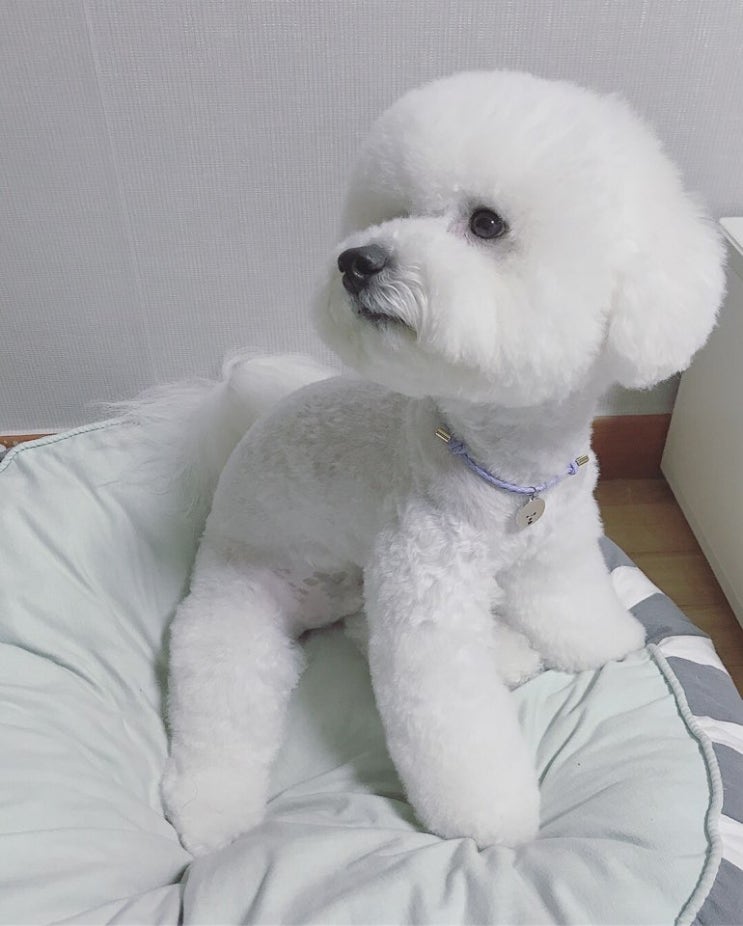  강아지를 키우며 '직접' 느낄 수 있는 장점, 반려견 입양 시 얻는 좋은 점들.