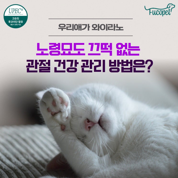  45th.노령묘관절염 영양제 튼튼한 관절을 위한 관리비법