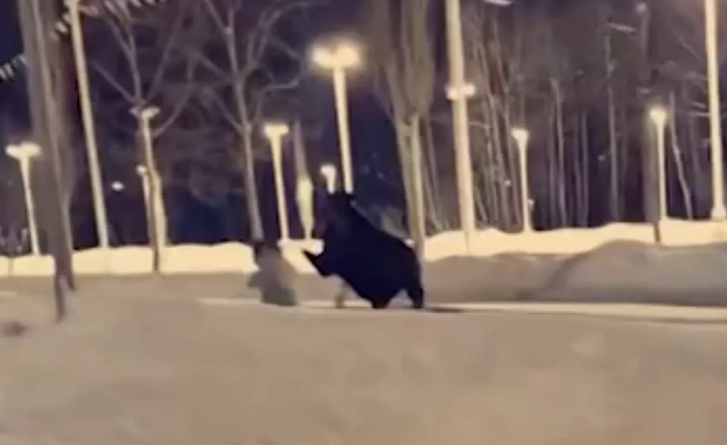 개를 산책시키다가 무스에게 머리를 차인 알래스카 여성 — 충격적인 비디오를 보세요! 개를 산책시키다가 무스에게 머리를 차인 알래스카 여성 — 충격적인 비디오를 보세요!