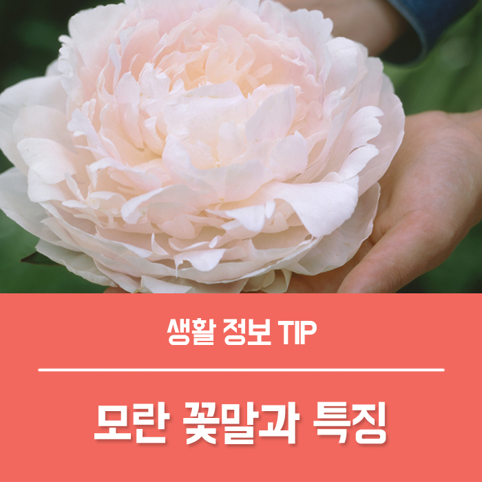  모란 꽃말 모란 키우기, 전설 모란꽃 작약 차이?