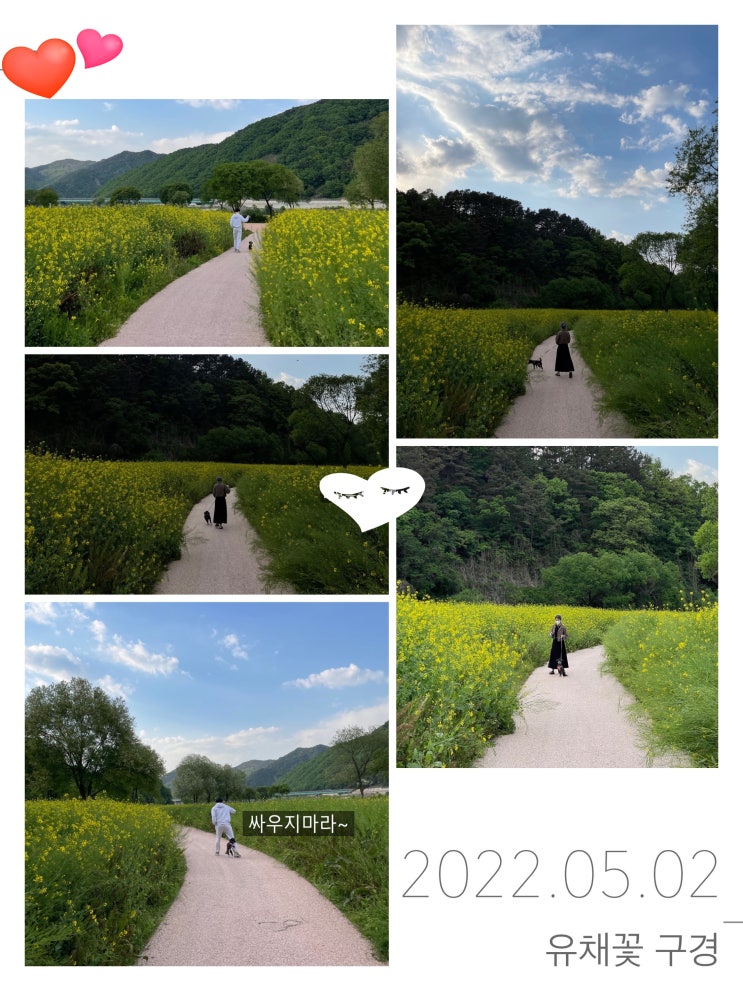  우봉이랑 충북 옥천 친수공원 유채꽃 보러가기