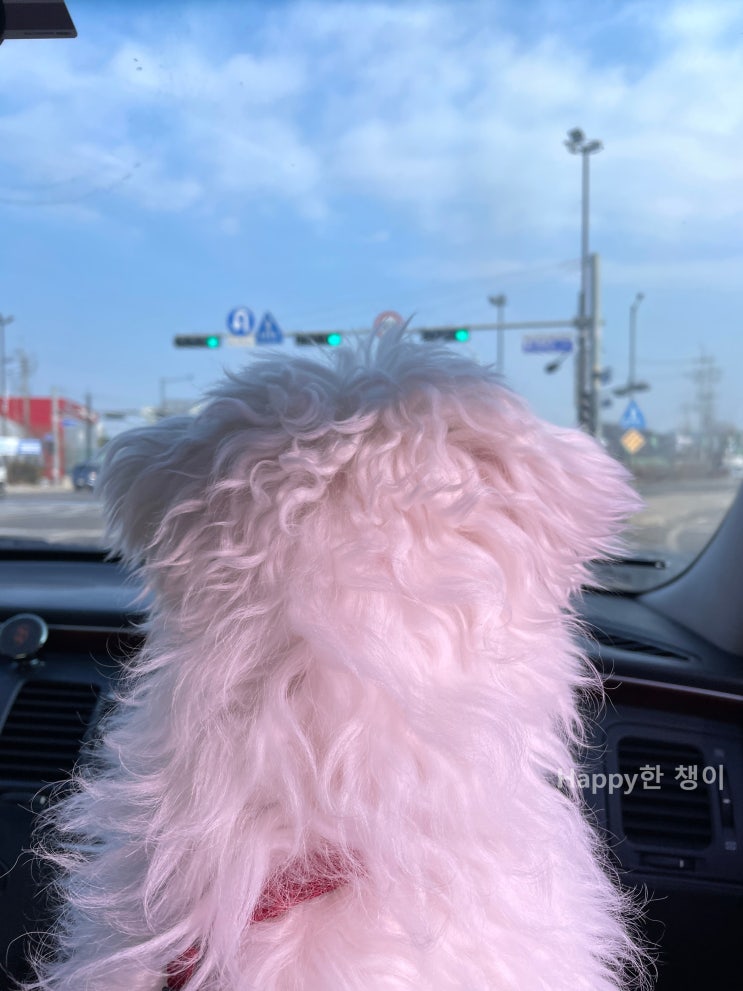  [2월 1주차] 우리 해피 견생 첫 초음파