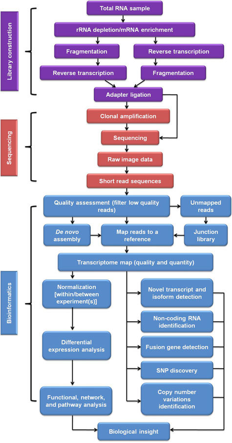  [생물정보학] rna-seq : QC, normalization-RPKM,TPM,FPKM (2)