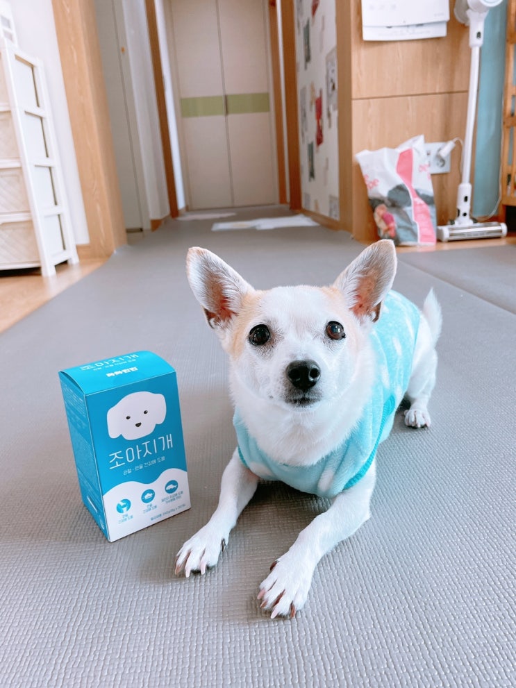  강아지 관절 영양제 사사견견 조아지개 한달급여후기