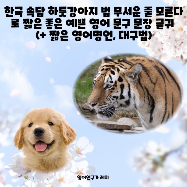 한국 속담 하룻강아지 범 무서운 줄 모른다 로 짧은 좋은 예쁜 영어 문구 문장 글귀 (+ 짧은 영어명언, 대구법) 한국 속담 하룻강아지 범 무서운 줄 모른다 로 짧은 좋은 예쁜 영어 문구 문장 글귀 (+ 짧은 영어명언, 대구법)