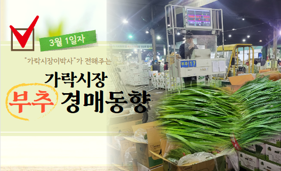  [경매사 일일보고] 3월 1일자 가락시장 부추 경매동향을 살펴보겠습니다!