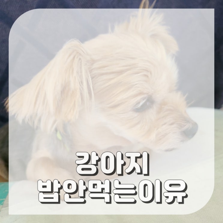  강아지 밥 사료 안 먹을 때 원인은?