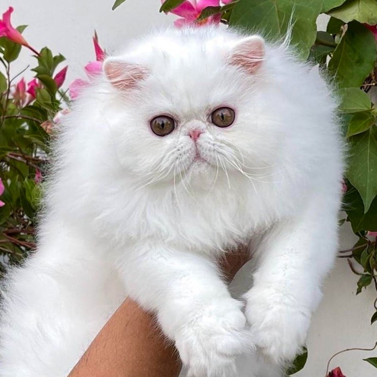 페르시안 포토, 기본정보 고양이 종류 성격 유전병 특징 랙돌 품종과 대조