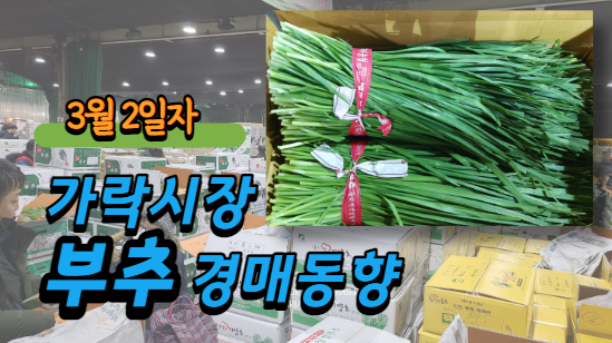 [경매사 일일보고] 3월 2일자 가락시장 부추 경매동향을 살펴보겠습니다!